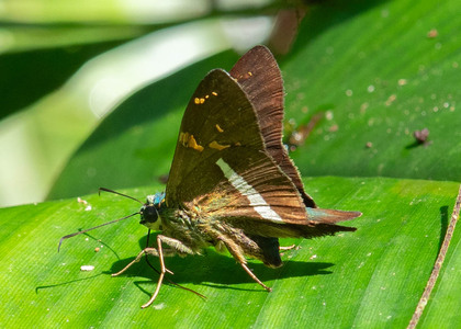 The butterfly Aguna spatulata photographed in Ecuador
