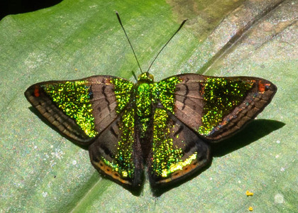 The butterfly Caria castalia photographed in Ecuador