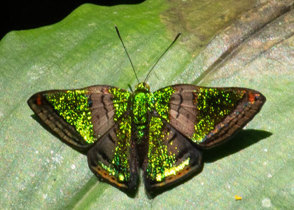 The butterfly Caria castalia photographed in Ecuador
