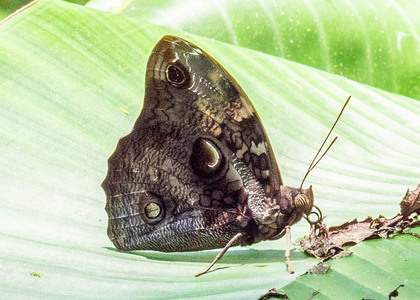 The butterfly Opsiphanes cassiae photographed in Las Minas, Misahualli,,Ecuador