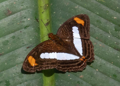 The butterfly Adelpha iphiclus iphiclus photographed in Ecuador