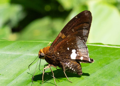 The butterfly Epargyreus cruza photographed in Ecuador