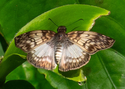 The butterfly Mylon maimon photographed in Las Minas, Misahualli,,Ecuador