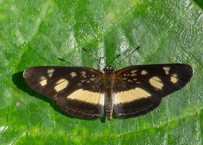 The butterfly Eresia clio clio photographed in Ecuador