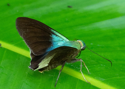 The butterfly Telegonus alardus alardus photographed in Ecuador