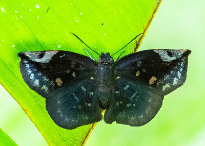 The butterfly Eantis thraso photographed in Las Minas, Misahualli,,Ecuador