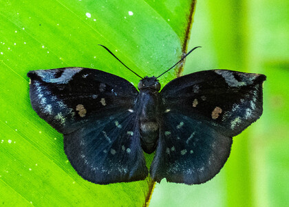 The butterfly Eantis thraso photographed in Ecuador
