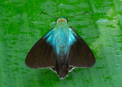 The butterfly Telegonus alardus alardus photographed in Las Minas, Misahualli,,Ecuador