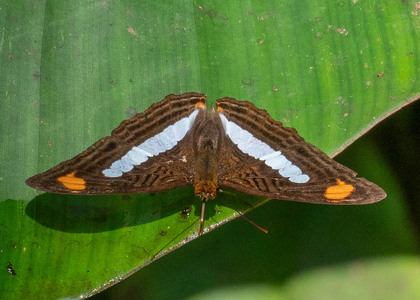 The butterfly Adelpha iphiclus iphiclus photographed in Las Minas, Misahualli,,Ecuador