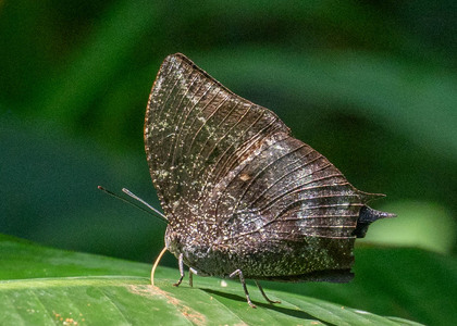The butterfly Memphis acidalia photographed in Las Minas, Misahualli,,Ecuador