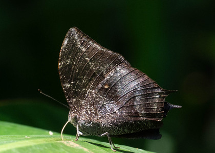 The butterfly Memphis acidalia photographed in Ecuador