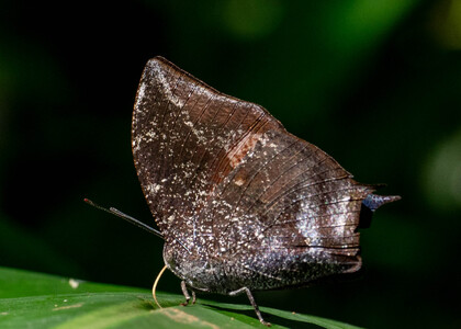 The butterfly Memphis acidalia photographed in Ecuador