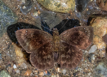 The butterfly Nisoniades bessus photographed in Las Minas, Misahualli,,Ecuador