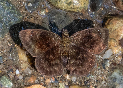 The butterfly Bolla cupreiceps photographed in Ecuador