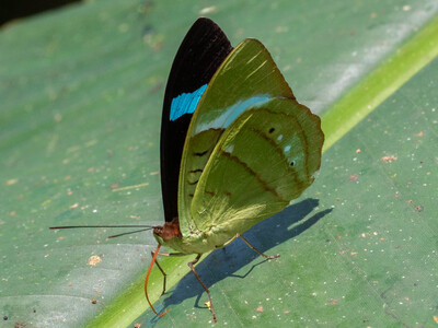 The butterfly Nessaea hewitsonii photographed in Ecuador