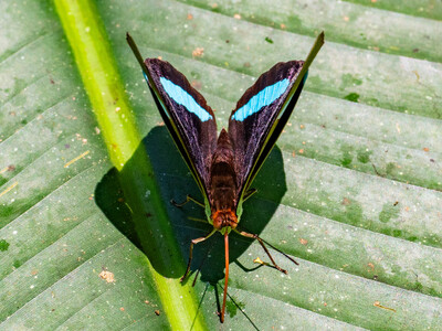 The butterfly Nessaea hewitsonii photographed in Ecuador
