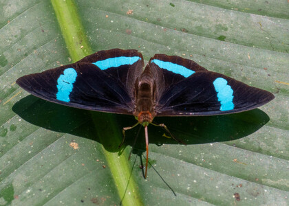 The butterfly Nessaea hewitsonii photographed in Las Minas, Misahualli,,Ecuador