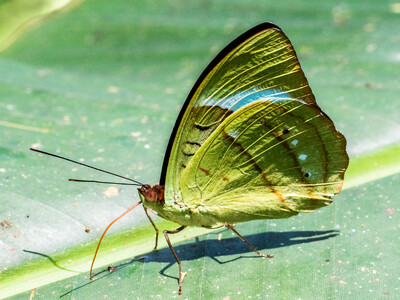 The butterfly Nessaea hewitsonii photographed in Ecuador