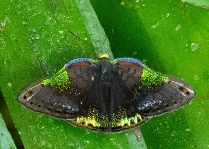 The butterfly Caria trochilus photographed in Ecuador