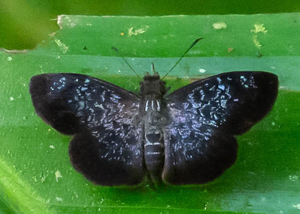 The butterfly Sostrata pusilla photographed in Las Minas, Misahualli,,Ecuador