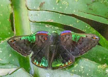 The butterfly Caria trochilus photographed in Ecuador