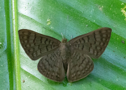 The butterfly Emesis ocypore photographed in Ecuador