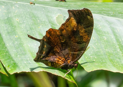 The butterfly Consul fabius photographed in Las Minas, Misahualli,,Ecuador