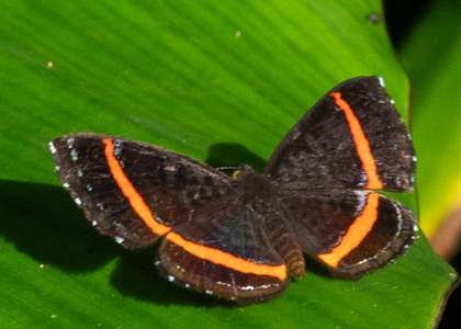 The butterfly Crocozona coecias coecias photographed in Las Minas, Misahualli,,Ecuador