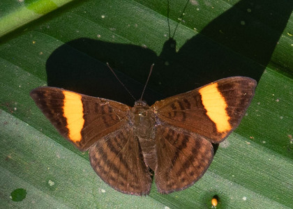 The butterfly Emesis cypria photographed in Ecuador