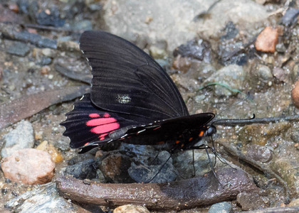 The butterfly Heraclides anchisiades anchisiades photographed in Ecuador