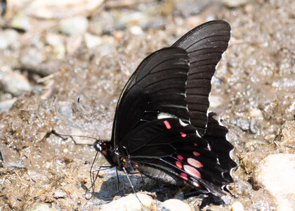 The butterfly Heraclides anchisiades anchisiades photographed in Ecuador