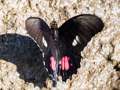 The butterfly Heraclides anchisiades anchisiades photographed in Ecuador
