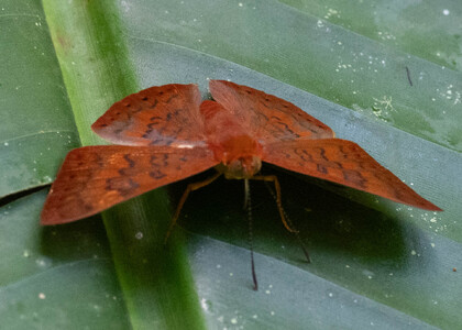 The butterfly Emesis mandana photographed in Ecuador