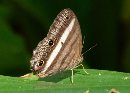 The butterfly Pareuptychia summandosa photographed in Ecuador