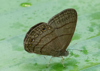 The butterfly Hermeuptychia hermes photographed in Ecuador