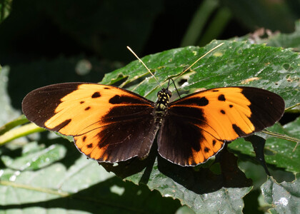 The butterfly Heliconius numata bicoloratus photographed in Ecuador
