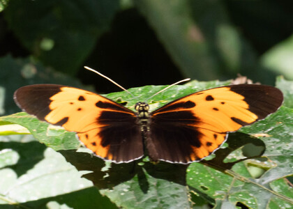 The butterfly Heliconius numata bicoloratus photographed in Ecuador