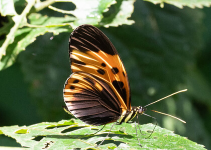 The butterfly Heliconius numata bicoloratus photographed in Ecuador