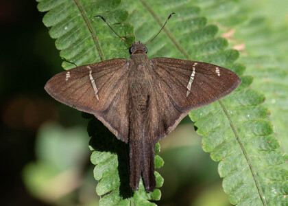 The butterfly Spicauda (Urbanus) teleus photographed in Ecuador