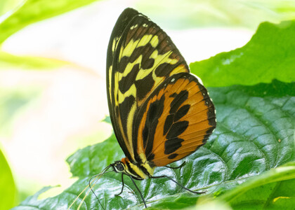 The butterfly Tithorea harmonia photographed in Ecuador