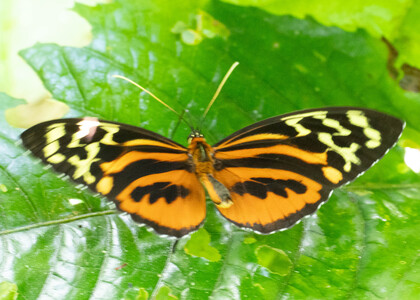 The butterfly Tithorea harmonia photographed in Ecuador