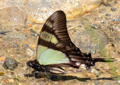 The butterfly Eurytides serville serville photographed in Las Minas, Misahualli,,Ecuador