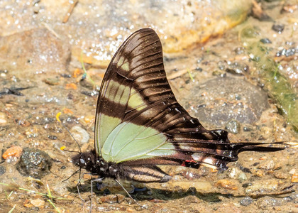The butterfly Eurytides serville serville photographed in Ecuador