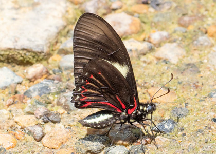 The butterfly Eurytides pausanias photographed in Ecuador