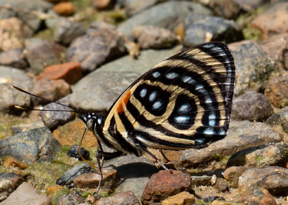 The butterfly Catagramma pygas cyllene photographed in Ecuador