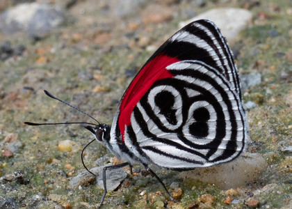 The butterfly Diaethria clymena peruviana photographed in Ecuador