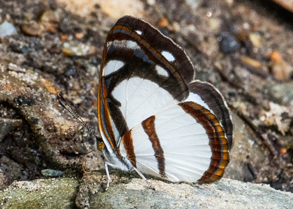 The butterfly Dynamine athemon photographed in Ecuador