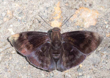 The butterfly Aethilla echina echina photographed in Ecuador