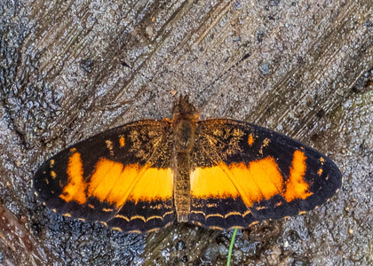 The butterfly Telenassa teletusa burchelli photographed in Ecuador