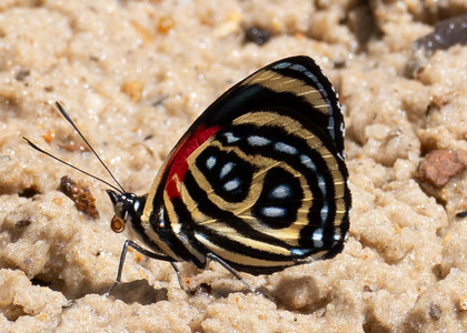 The butterfly Catagramma pygas cyllene photographed in Las Minas, Misahualli,,Ecuador